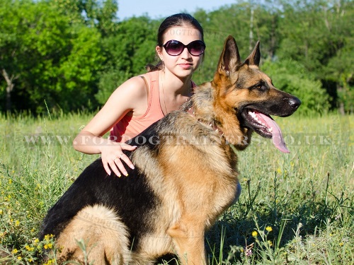 Leather Dog Collar for German Shepherd